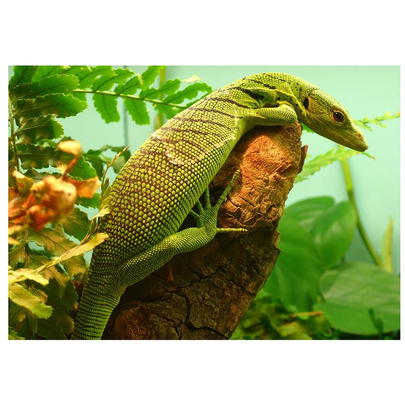 Varanus prasinus Emerald Monitor - imagine 5